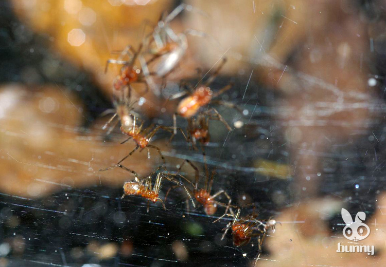 Тэнгэрээс унасан “хачирхалтай – 10” зүйл